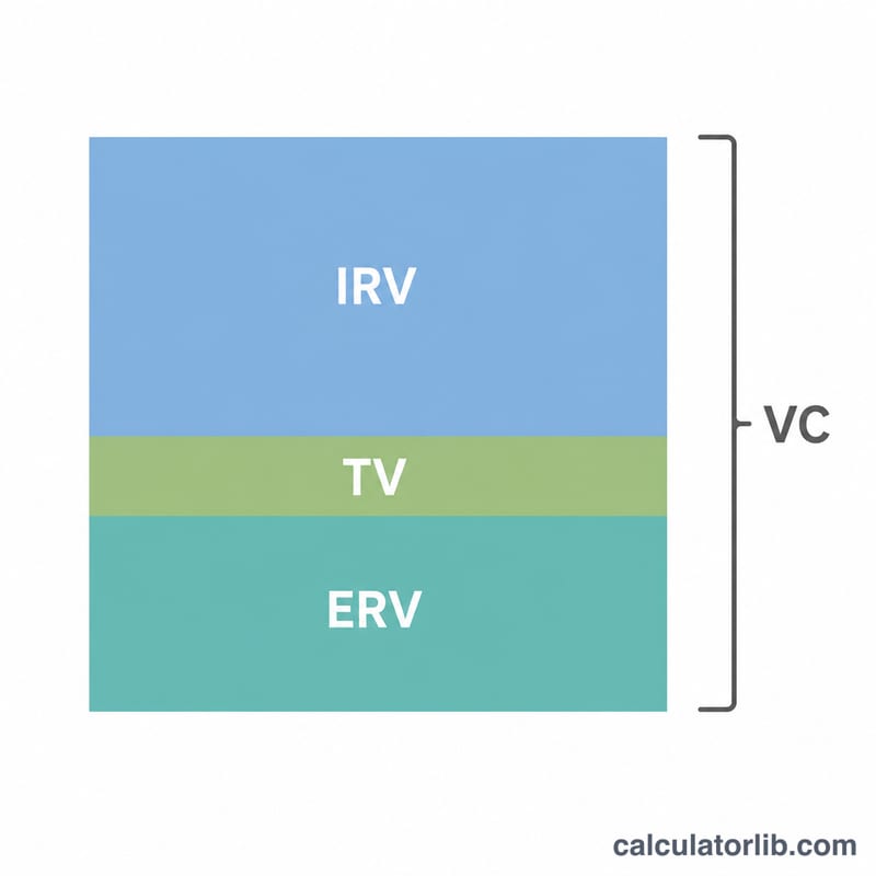 Lung volume diagram showing tidal volume, inspiratory reserve volume, and expiratory reserve volume combining into vital capacity