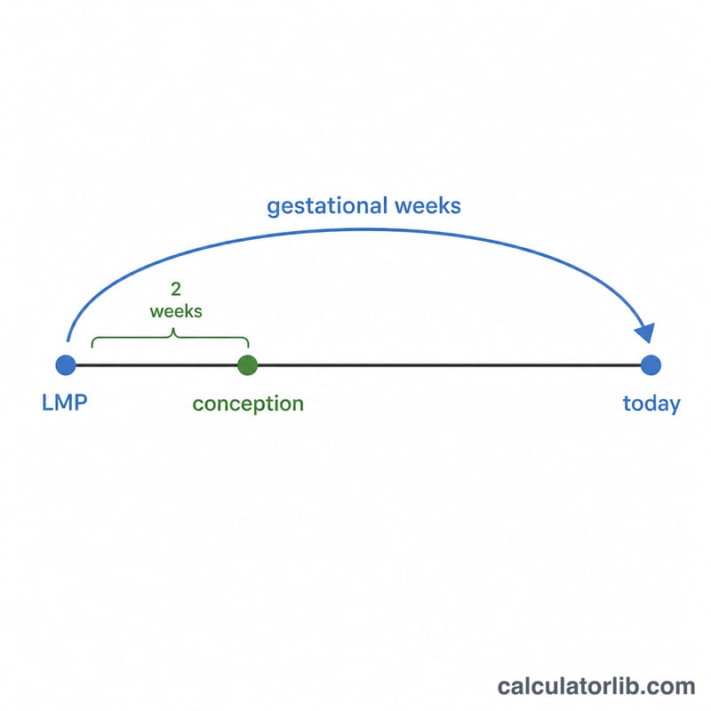 Timeline showing conception date, the +2 week offset, and today's date with gestational age span