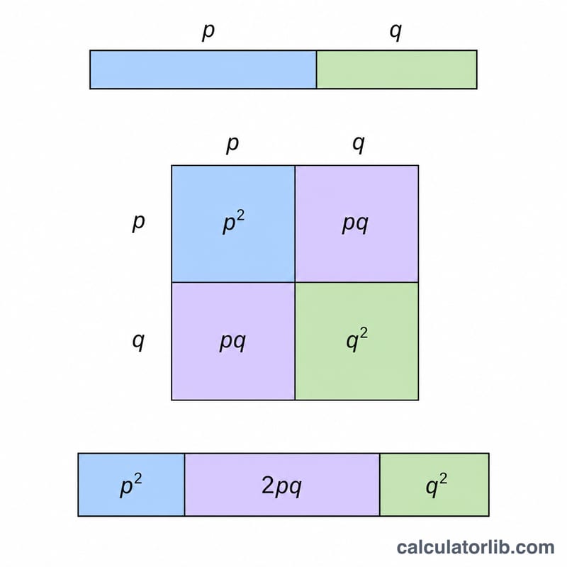Bar showing allele frequencies p and q combining into genotype frequency bands p-squared, 2pq, and q-squared