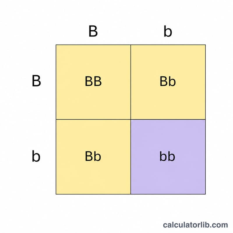Filled 2x2 Punnett square showing genotype combinations and a 3 to 1 phenotype split