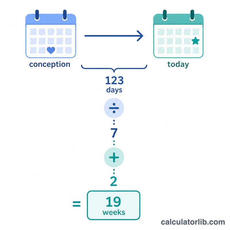 Calculation breakdown of days between conception and today divided by seven plus two weeks