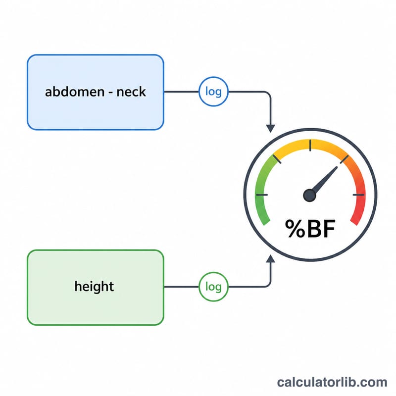 Flat diagram showing male body fat formula inputs abdomen minus neck and height feeding into a result percentage