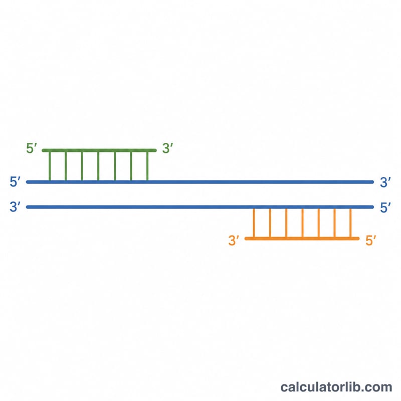 Two primers annealing to complementary regions of a DNA template strand