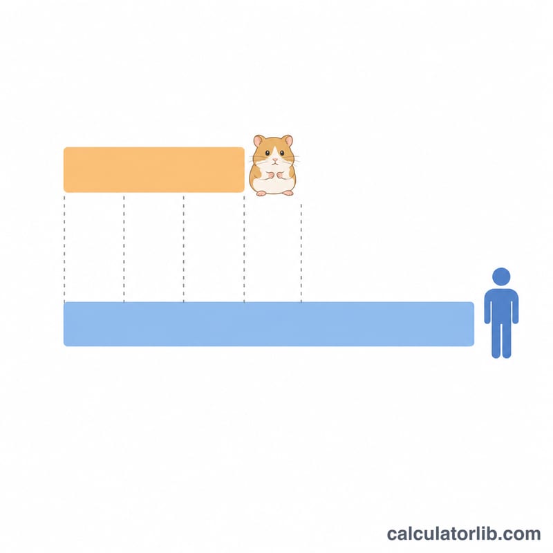 Hamster ömrünü insan ömrü çubuğuyla karşılaştıran sayı doğrusu